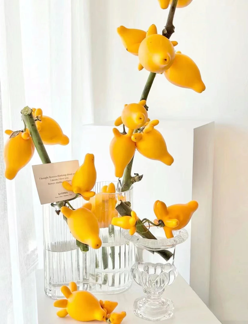 五代果一支 云南基地直发一手货源 家养水养