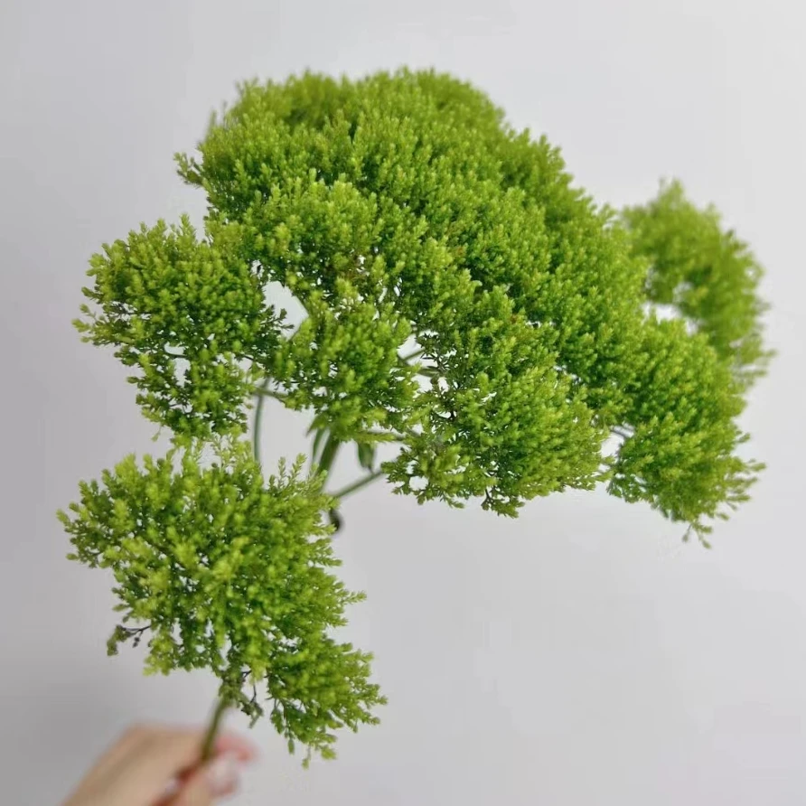 绿色夕雾草一把     云南基地直发一手货源
