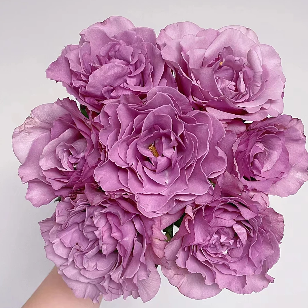 暮光之城玫瑰10支    批发花店摆地摊一手货源   家养水养