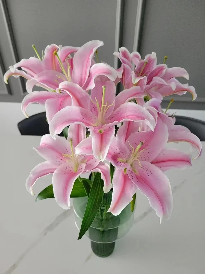 索尔邦百合三头3支（9朵）     花店摆地摊基地直发