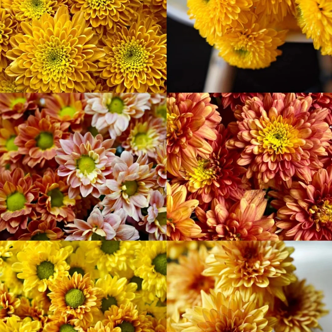 黄橙色系小菊2把 19.9 花店摆地摊