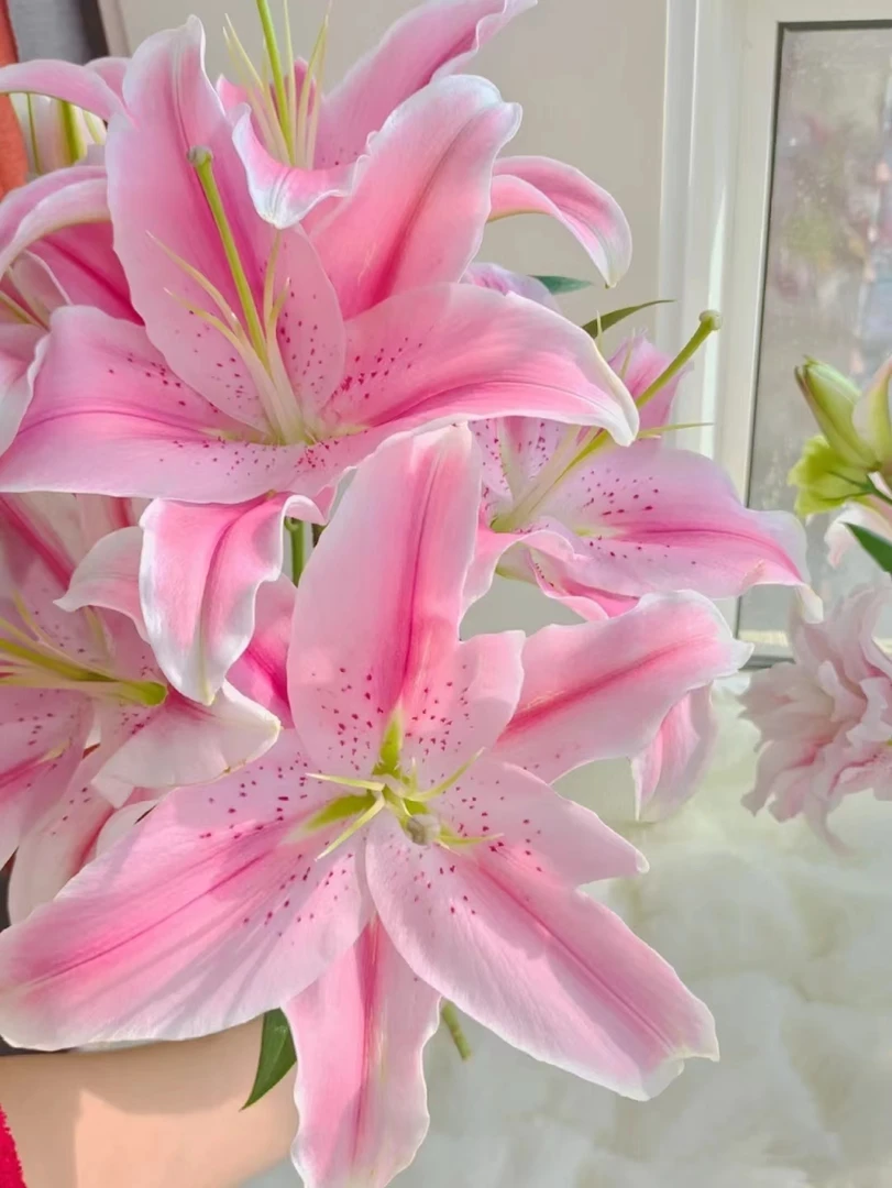 索尔邦粉百合一头 粉色百合 批发花店摆地摊直发一手货源