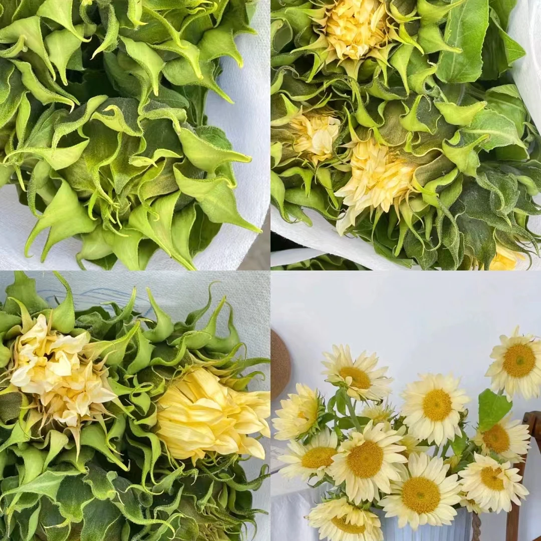 奶油小花向日葵10支 25批发花店摆地摊直发一手货源