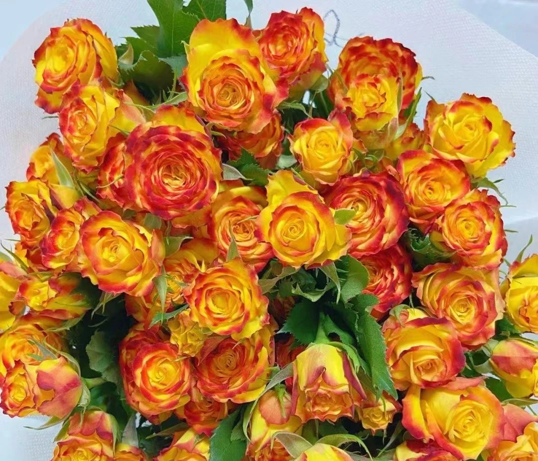 小头眼线泡泡10支   批发花店摆地摊直发一手货源