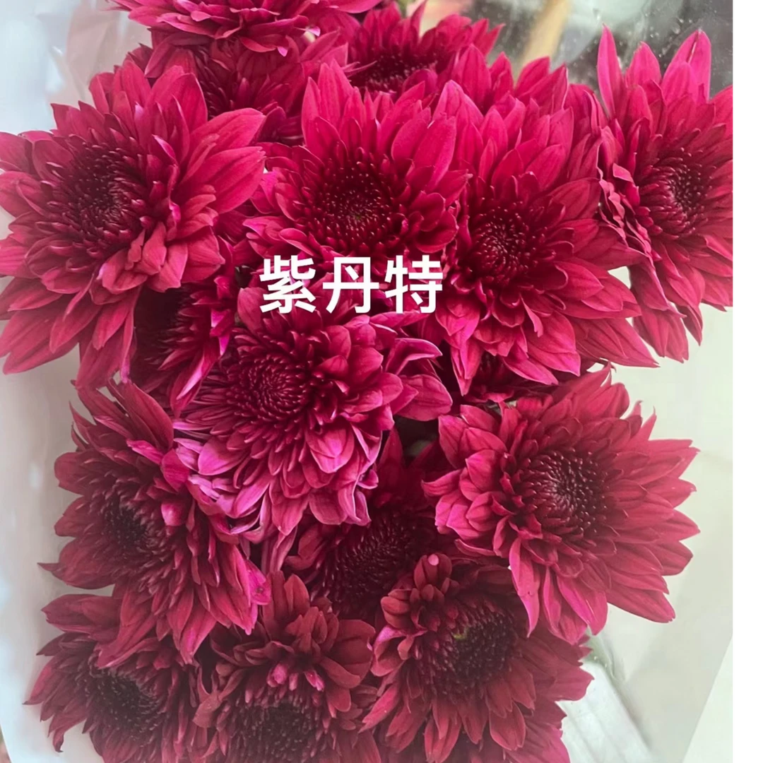 紫丹特小雏菊一把   云南基地直发  批发  一手货源