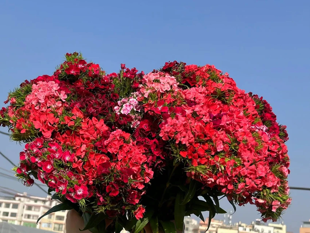 石竹梅一把   批发花店摆地摊云南基地直发一手货源
