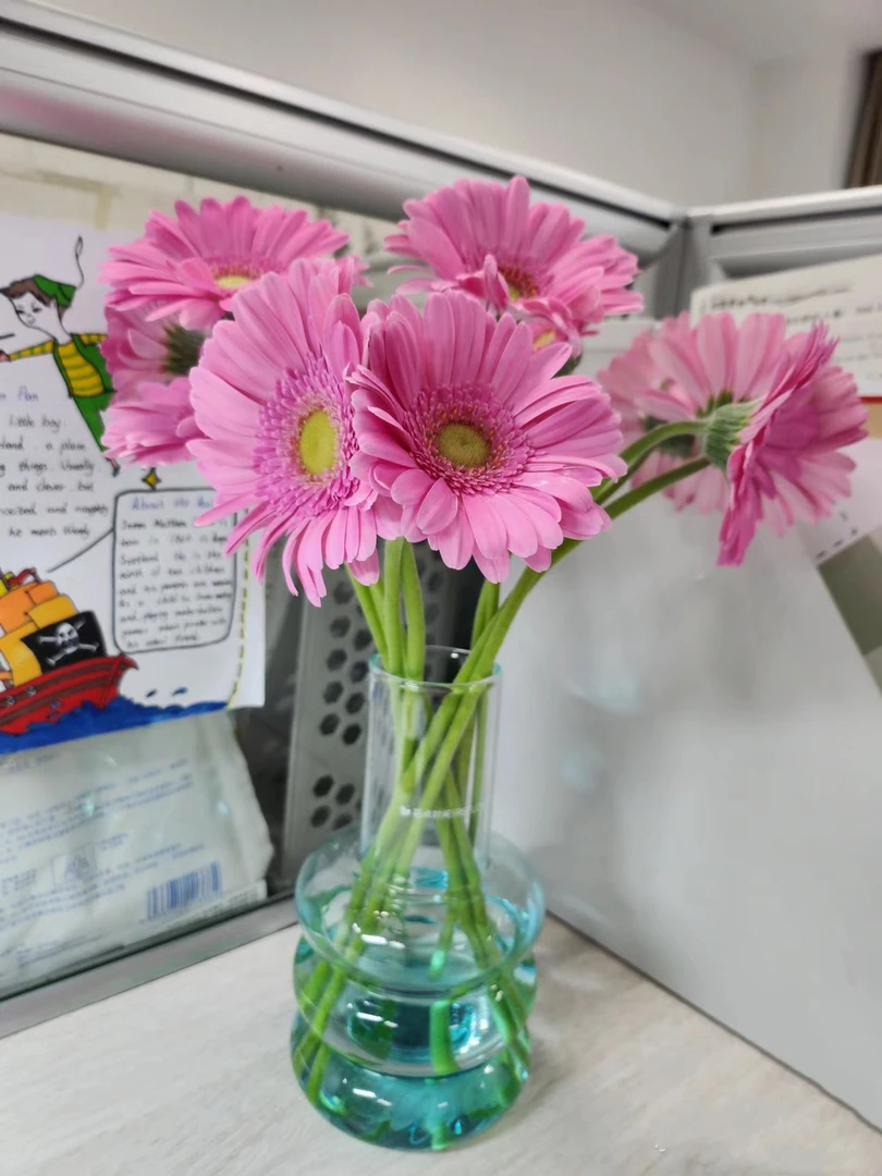 方德麦兜非洲菊10支  批发花店摆地摊直发一手货源