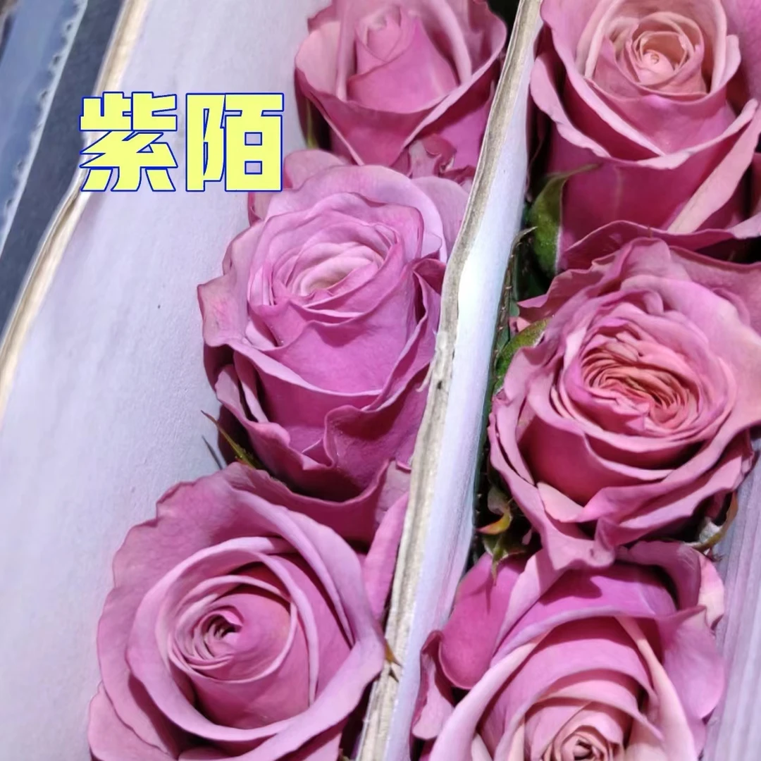 紫陌玫瑰15+5支补损      批发花店摆摊直发一手货源