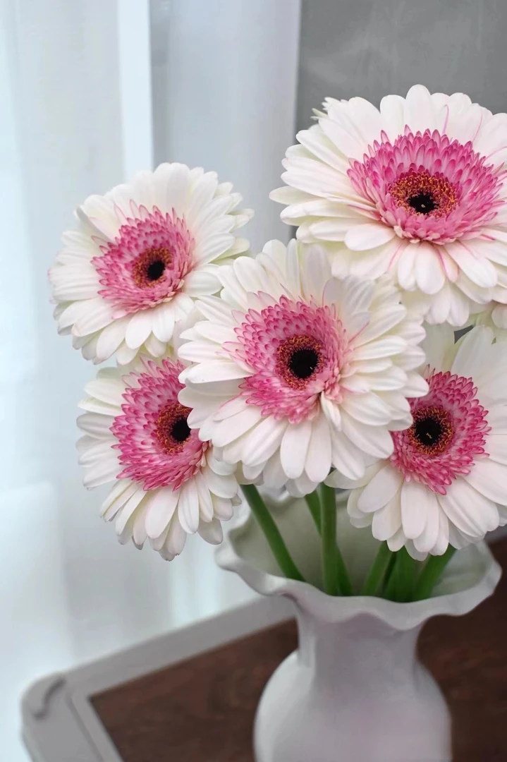 方德玛丽猫非洲菊10支批发花店摆地摊直发一手货源家养水养