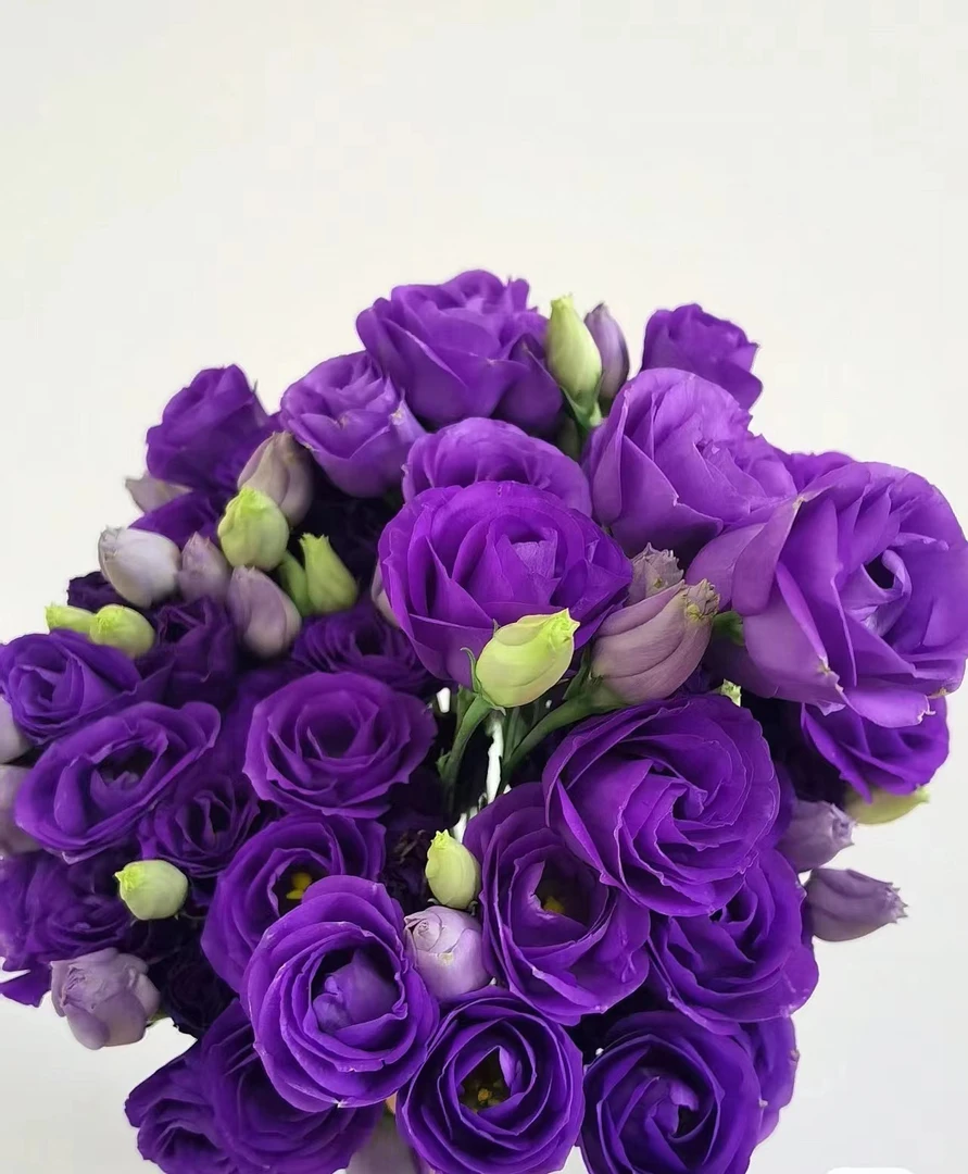 带白边深紫色洋桔梗一大把  批发花店摆地摊基地直发