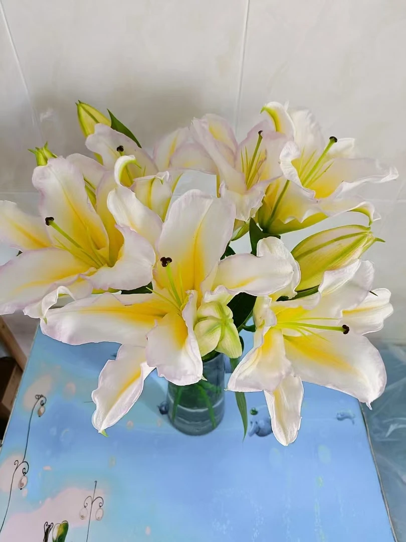 三头彩虹百合4支（12朵）云南基地鲜花 家养 水养