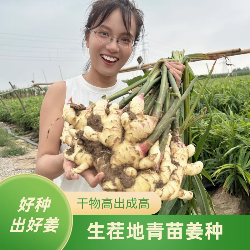 生茬地青苗姜种：全生茬地没毛病无土传病害高产抗逆姜种
