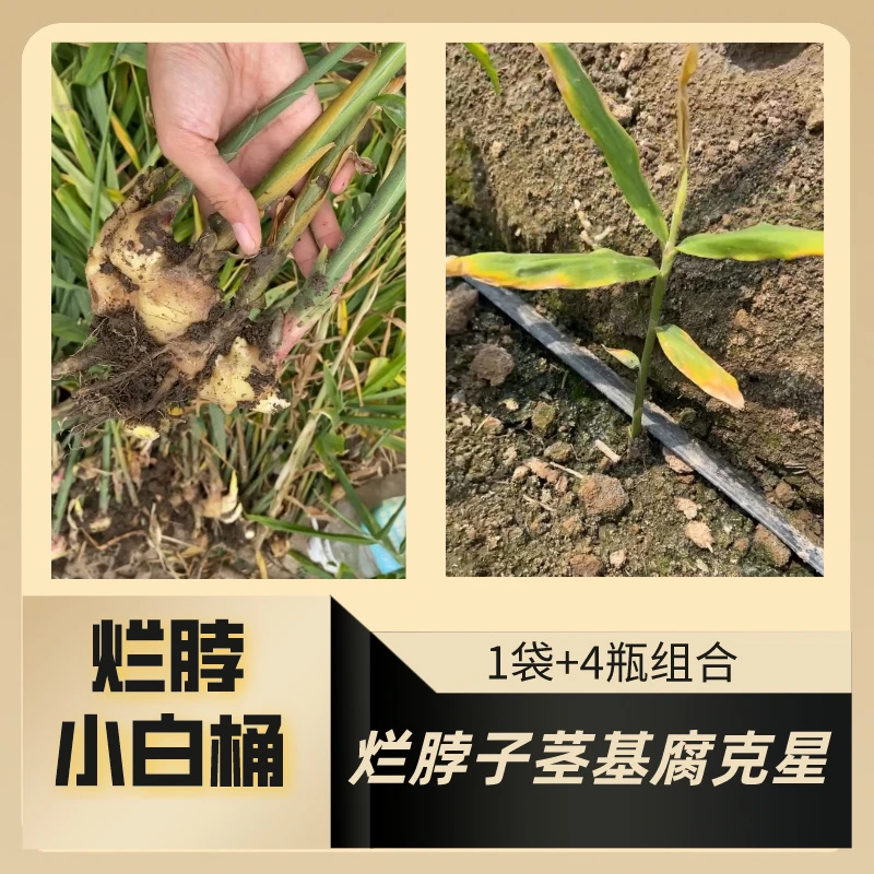 加强版烂脖小白桶：茎基腐病烂脖子根腐病克星喷施组合