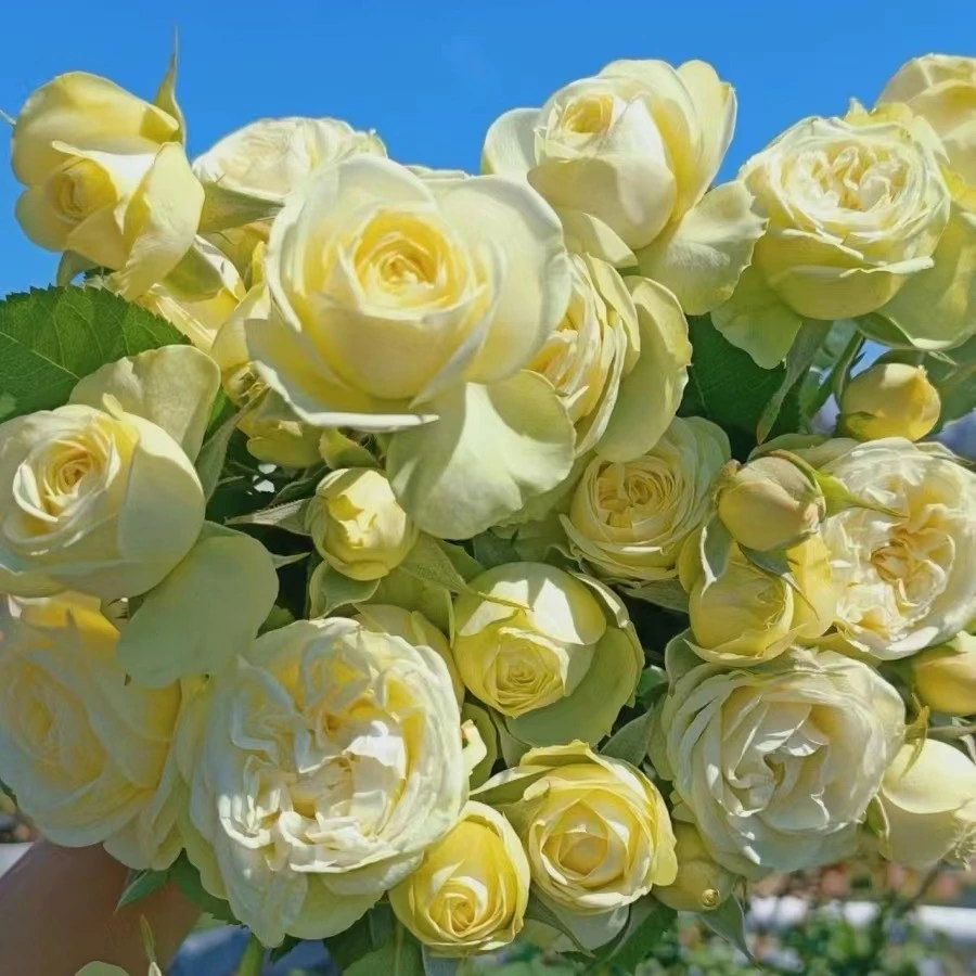 奶油龙沙  一盆多颗阳台庭院盆栽月季花