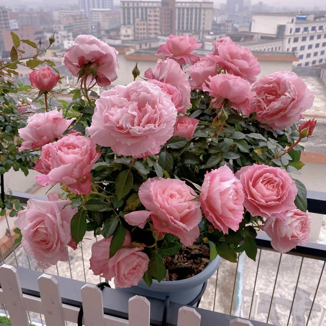 海神王 一盆多颗 四季开花 盆栽月季花卉阳台