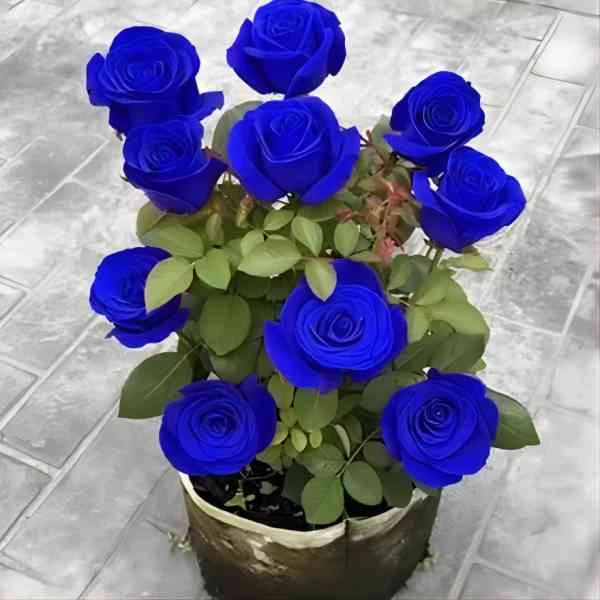 深海妖姬云南玫瑰花苗老桩基地直发盆地栽四季开花蓝色玫瑰无花苞