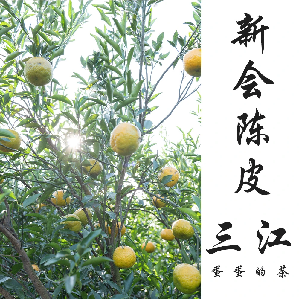 2024年新会陈皮|三江产区|青皮  二红 大红 |驳枝柑|蛋蛋的茶