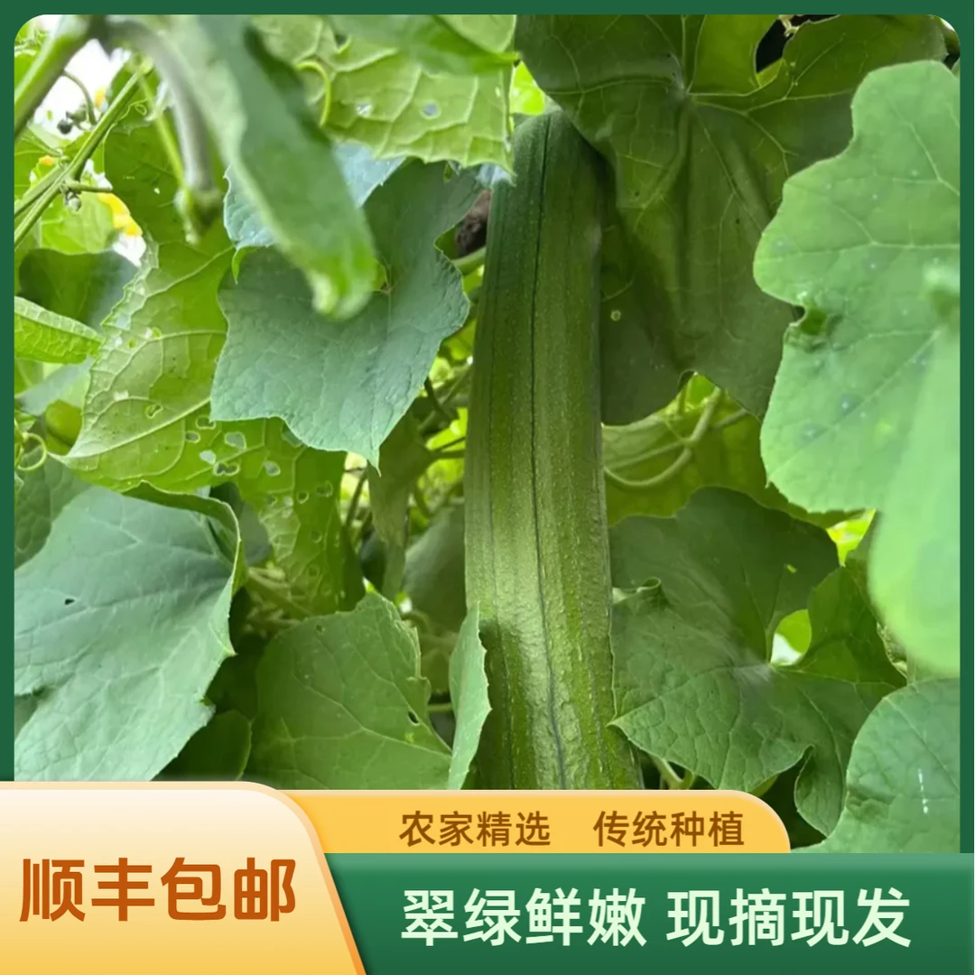 【顺丰包邮】农家本地新鲜丝瓜现摘现发整箱【健脾化湿 煲汤好菜】