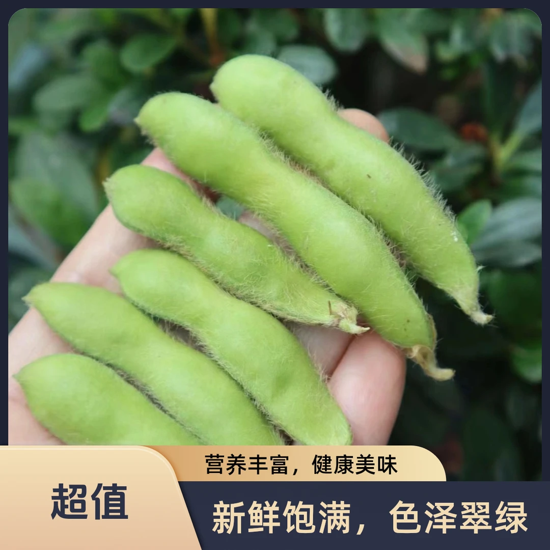 毛豆新鲜带壳现摘绿色鲜嫩豆子农家饱满自种包邮当季蔬菜新鲜批发