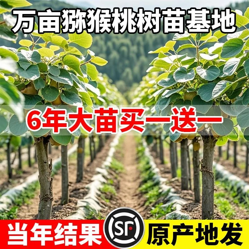 猕猴桃树果苗公母同株嫁接红心软枣徐香弥猴桃苗南方北方弥猴树苗