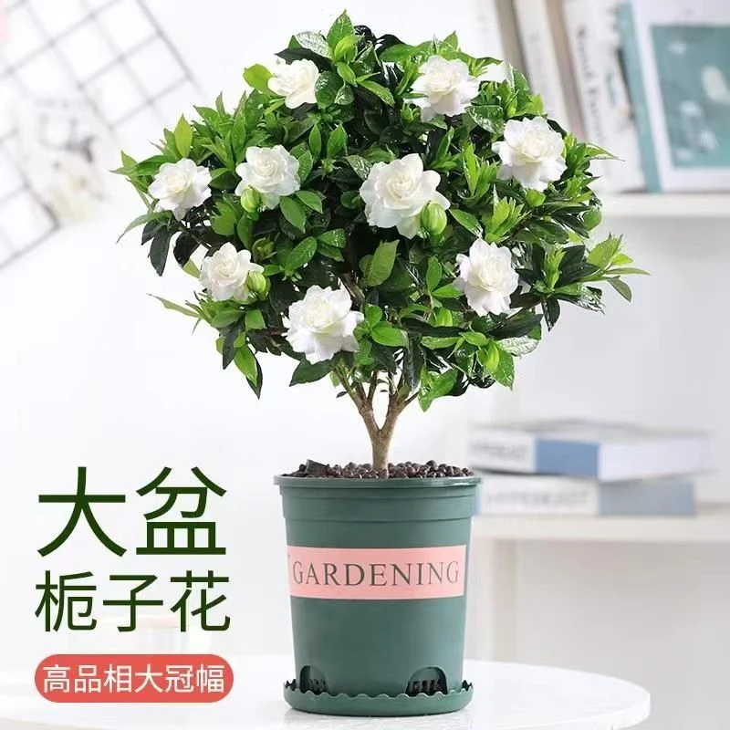 栀子花盆栽大颗老桩花卉植物室内花阳台四季开花鲜花树苗好养易活