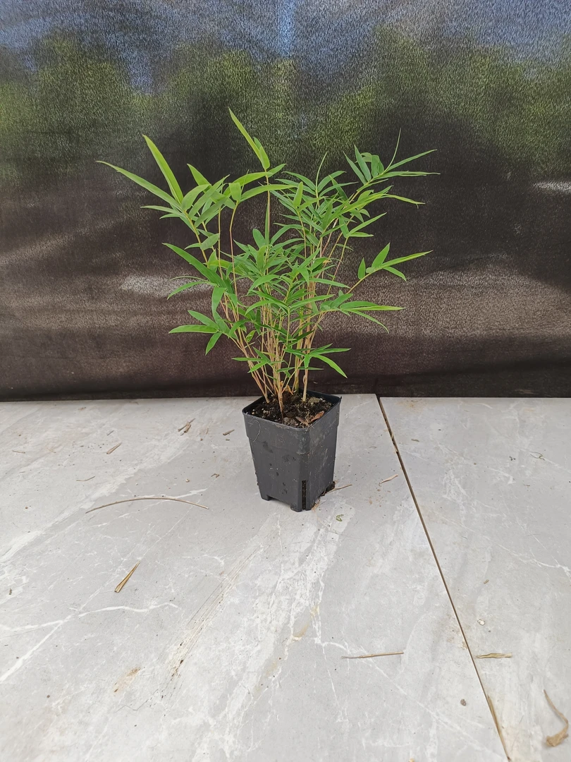 精致红观音竹,好养易活