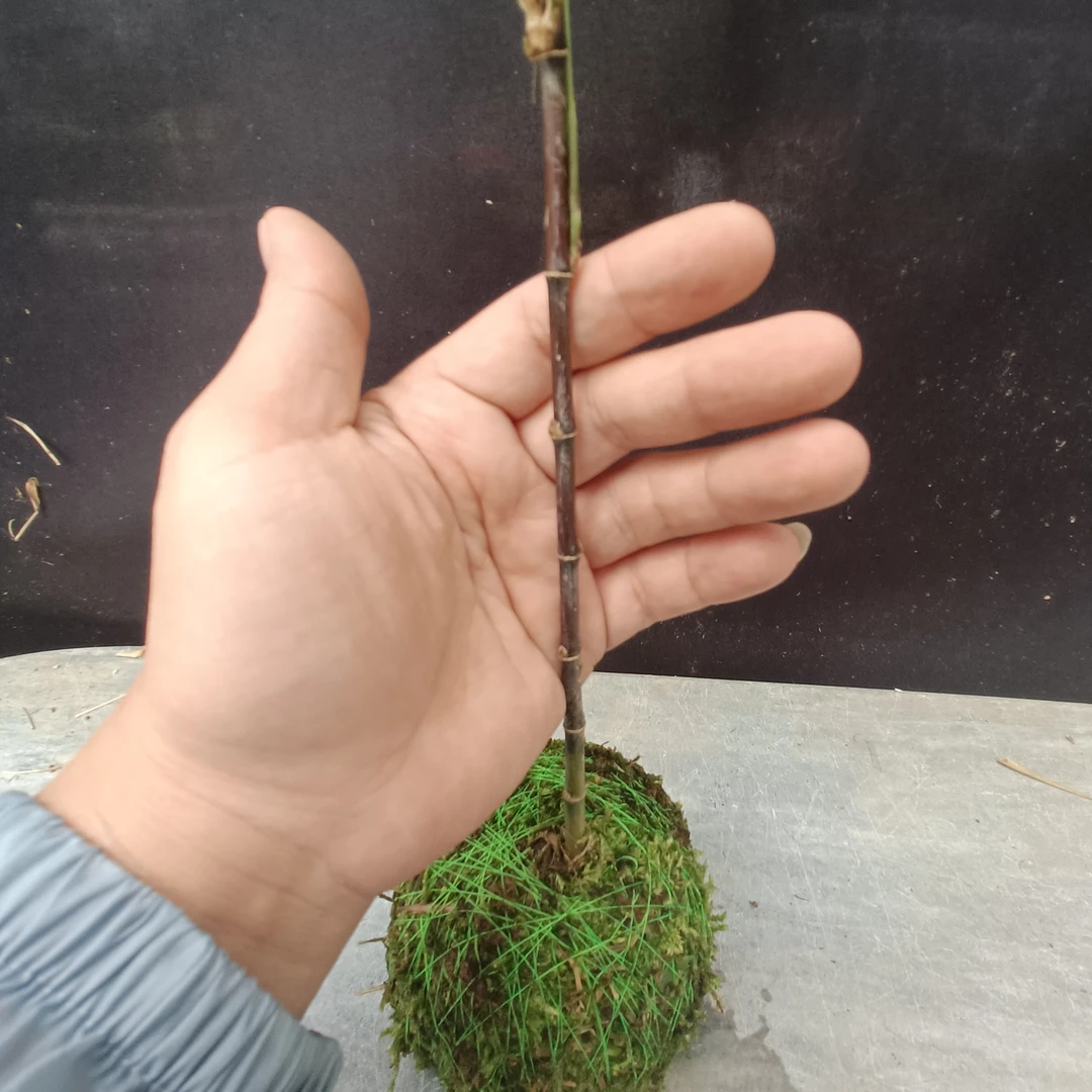 室内水养观赏竹,苔玉紫寒竹。