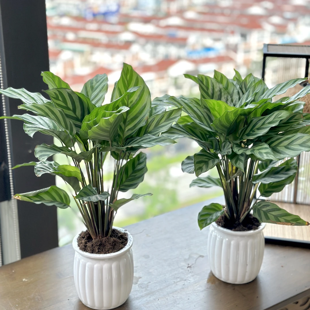 翠叶竹芋叶片四季常青客厅卧室好养绿植植物前台美观