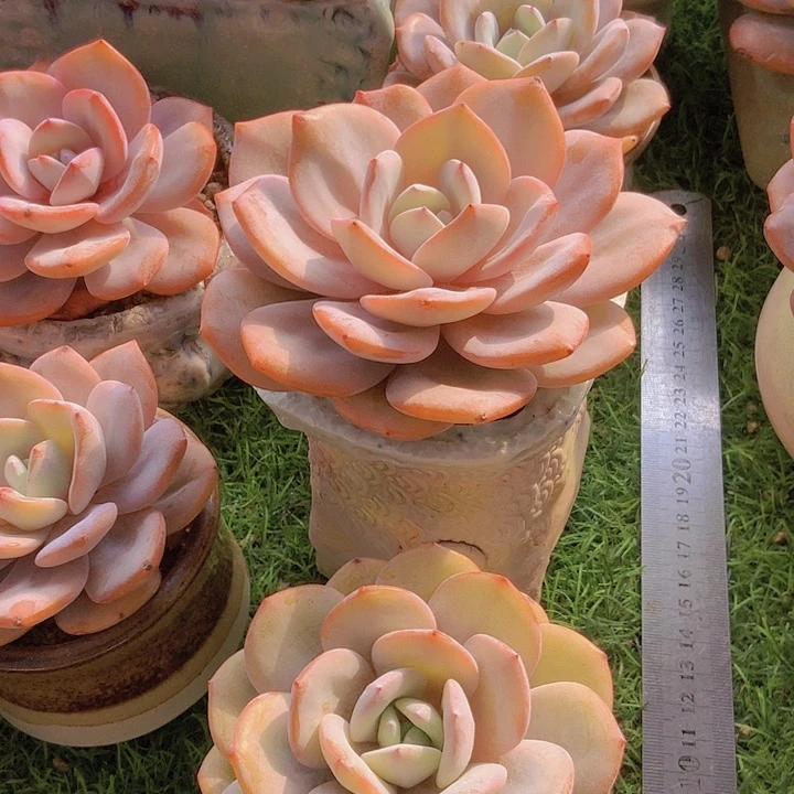 兔*韩奶冰单头2颗