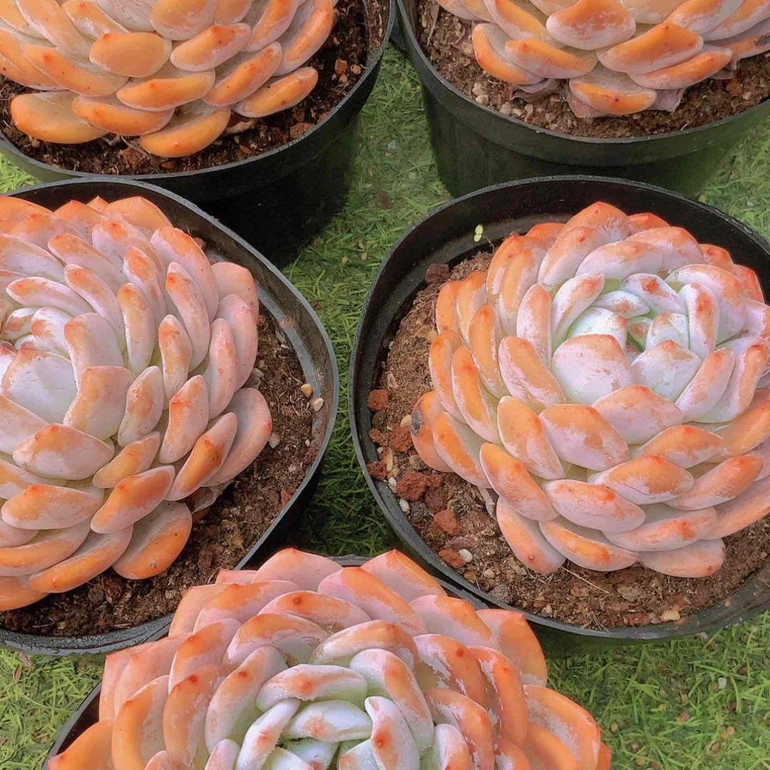 【闪购商品】༄****韩橙