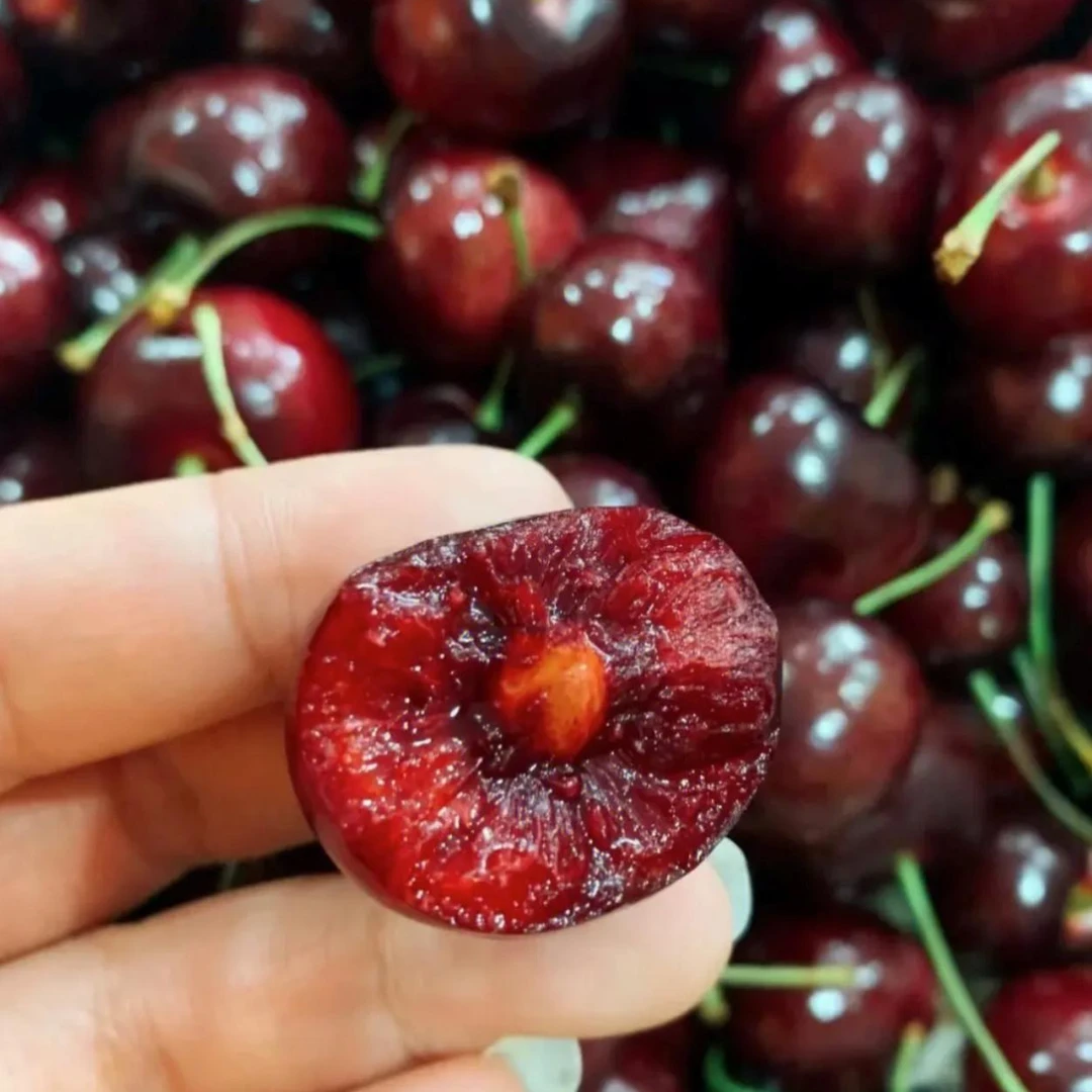 【同城闪送】2JD桑提娜车厘子1斤装/盒