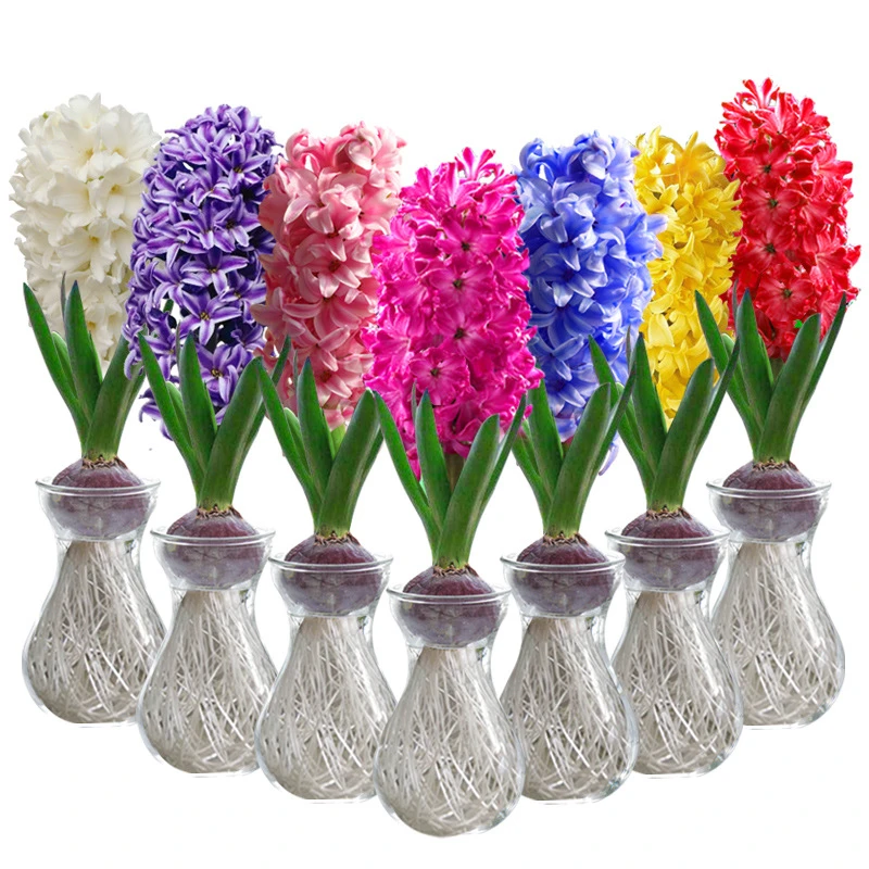 新疆包邮—【2颗】风信子种球水培室内外四季水养花卉盆栽植物耐寒