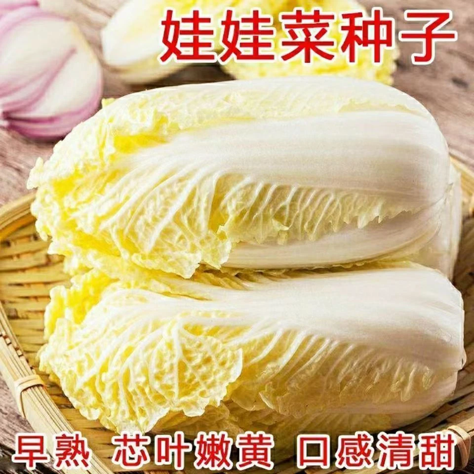 娃娃菜种子小白菜种籽高产黄心娃娃菜种籽小型白菜四季秋冬季蔬菜