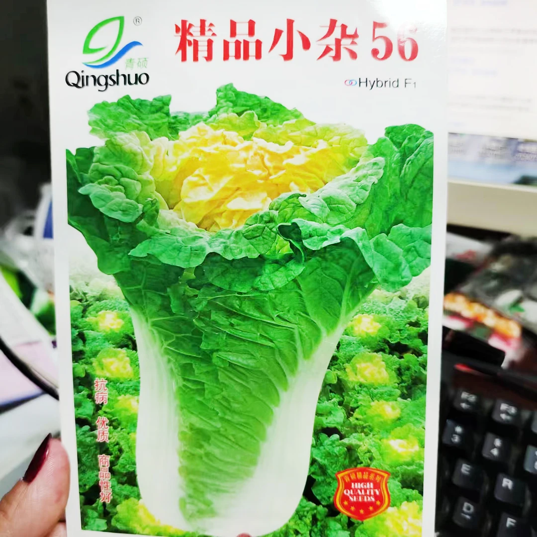 早熟北京小杂56黄心大白菜种子高产抗病耐寒春夏秋包心菜蔬菜种子