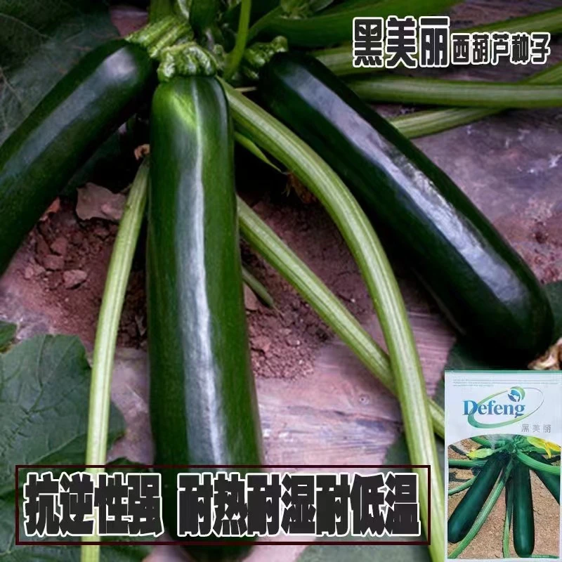 西葫芦种子墨绿黑色黑皮黑西葫芦种子老品种耐热西葫芦蔬菜大全籽