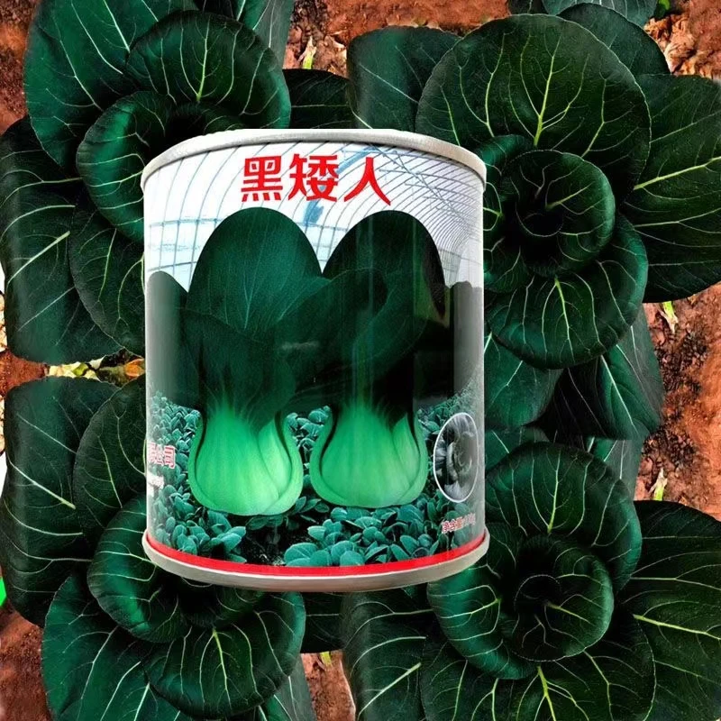 黑叶束腰苏州青黑矮人叶色黑绿叶柄深绿耐冻性强甜糯秋播蔬菜种子