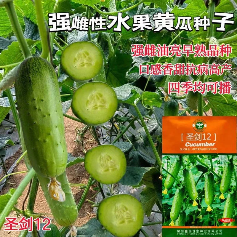 圣剑12圣剑15圣剑19强雌水果黄瓜种子节节有瓜短棒水果黄瓜种子
