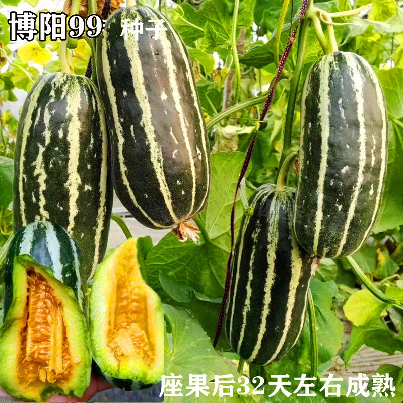 博阳9号甜瓜种子薄皮香瓜种籽博洋甜瓜种子花皮甜瓜早熟脆甜包邮
