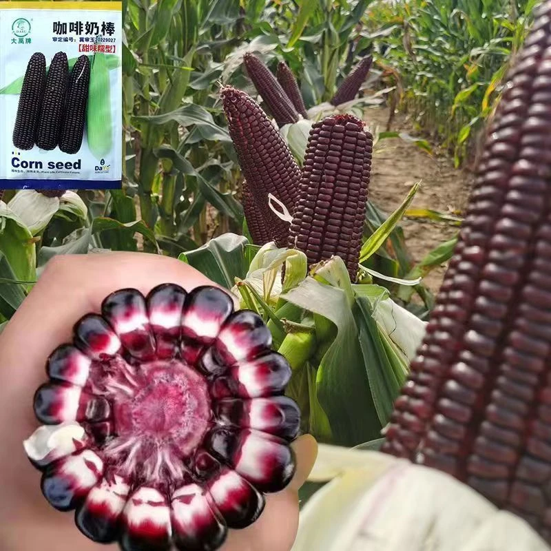 大禹牌咖啡奶棒玉米种子鲜食黑甜糯玉米种籽抗病黑玉米种籽春秋播