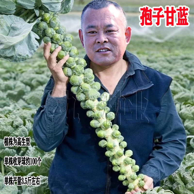 孢子甘蓝种子菜种籽抱子甘蓝秧苗盆栽南方蔬菜苗植物种孑四季种植