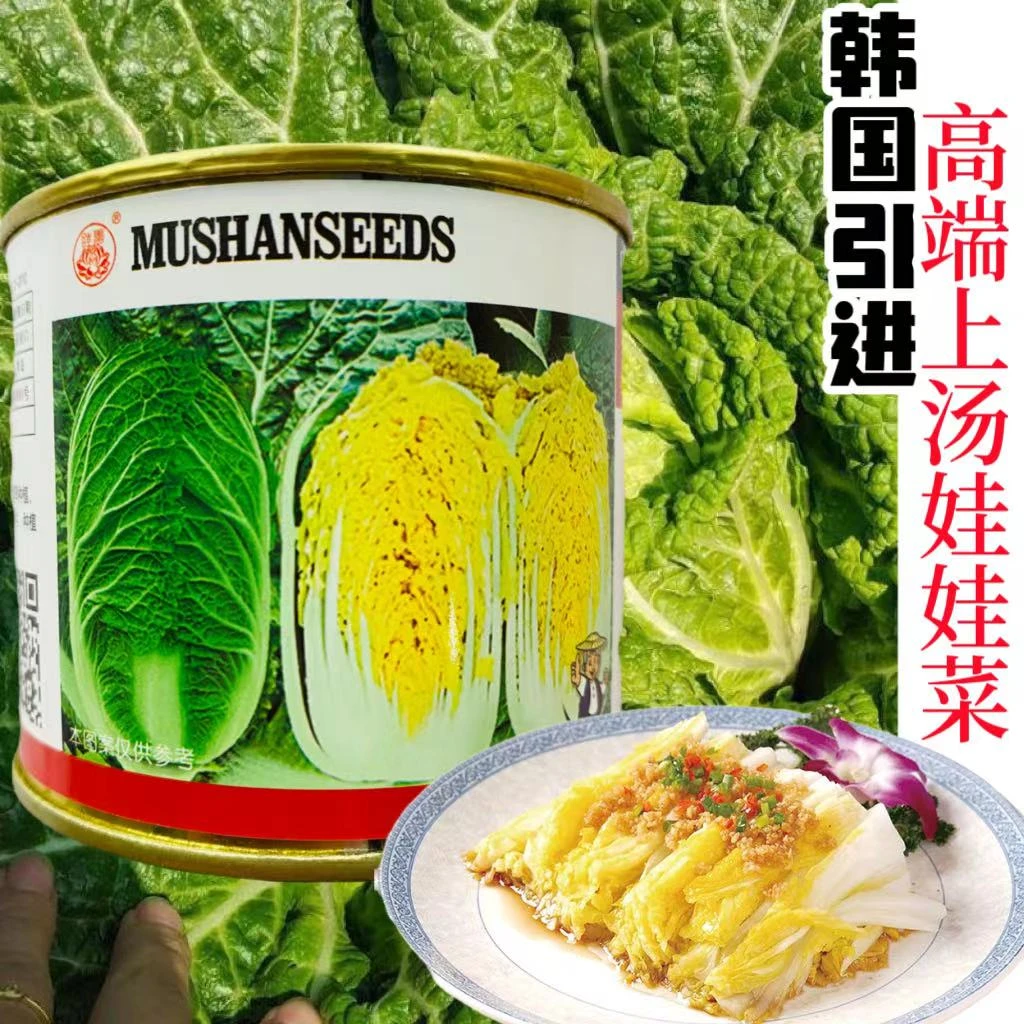 娃娃菜种子韩国引进新型金黄B2耐热速生抗病耐热高产白菜种蔬菜种