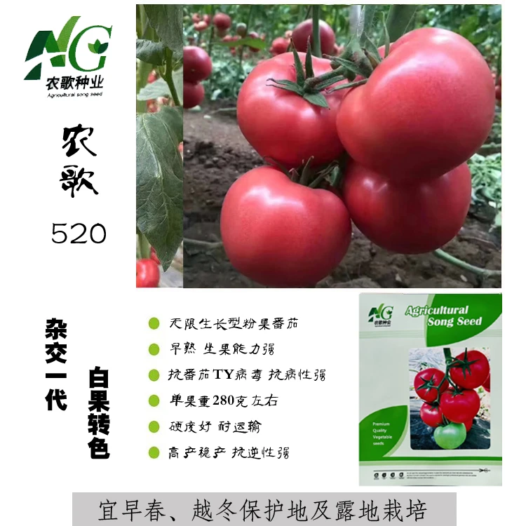 番茄种子西红柿种籽农歌520粉红番茄无限生长型高产抗病春越夏孑