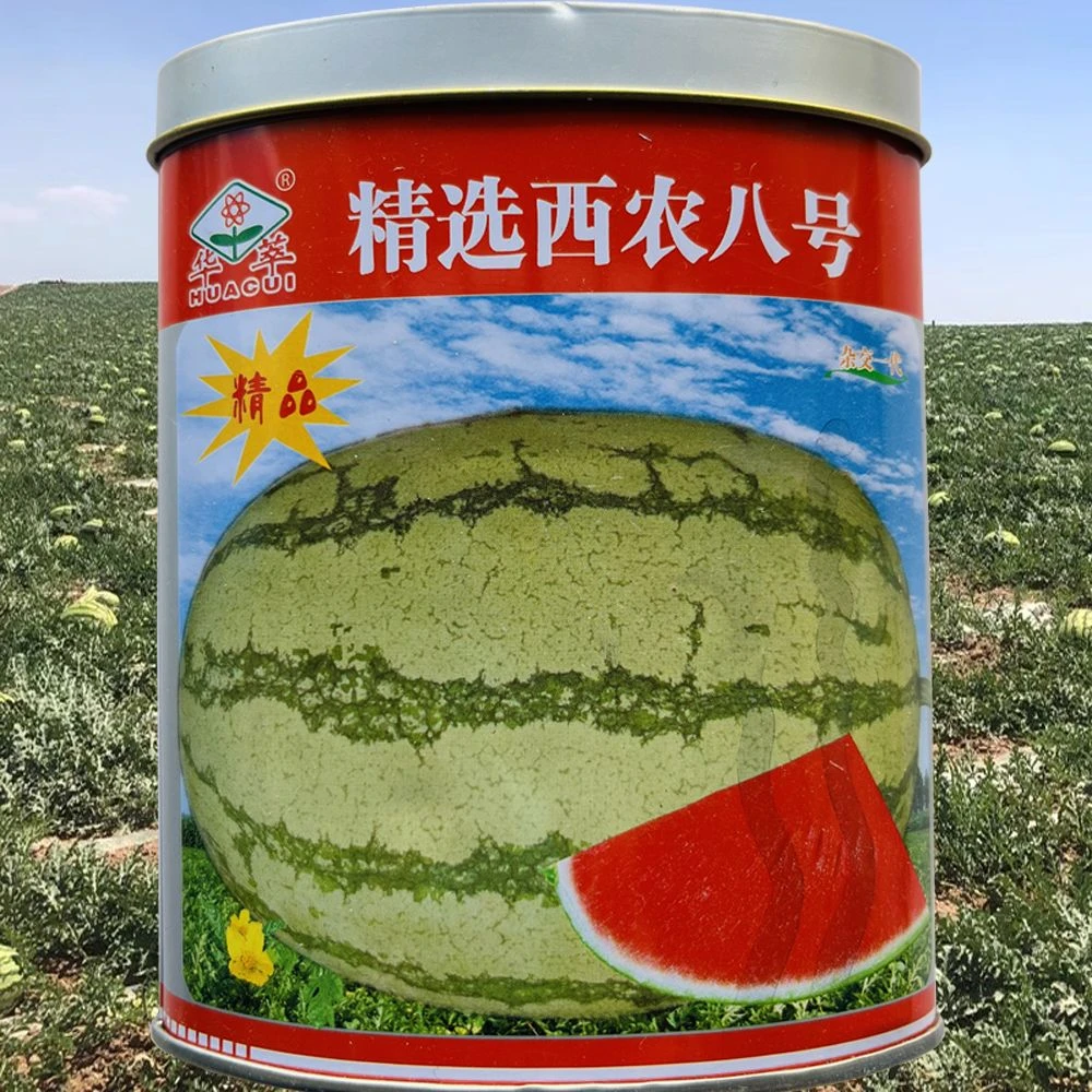 西农八号西瓜种子椭圆形条纹西瓜种籽耐重茬抗病大田专用高产