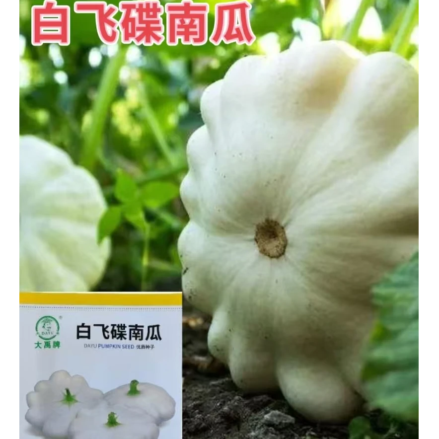 银色飞碟瓜种子特色碟形玩具迷你南瓜种籽四季观光园阳台蔬菜种孑