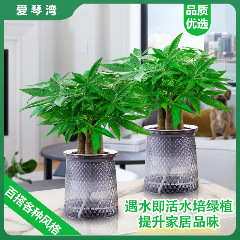 发财树盆栽花卉办公室内客厅绿植小盆景四季常青好养易活水培植物