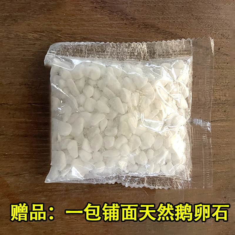植物盆景铺面鹅卵石