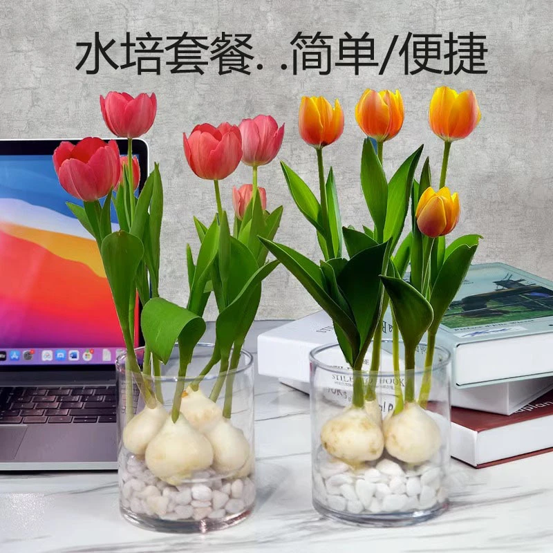 郁金香种球水培土培水养种球种子秋冬春季耐寒庭院室内外花卉绿植