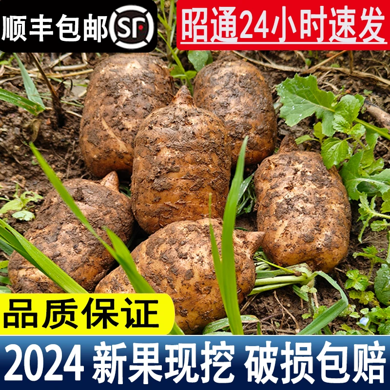 正宗云南昭通小草坝新鲜天麻产地现挖乌天麻（1斤/2斤/3斤）发顺丰