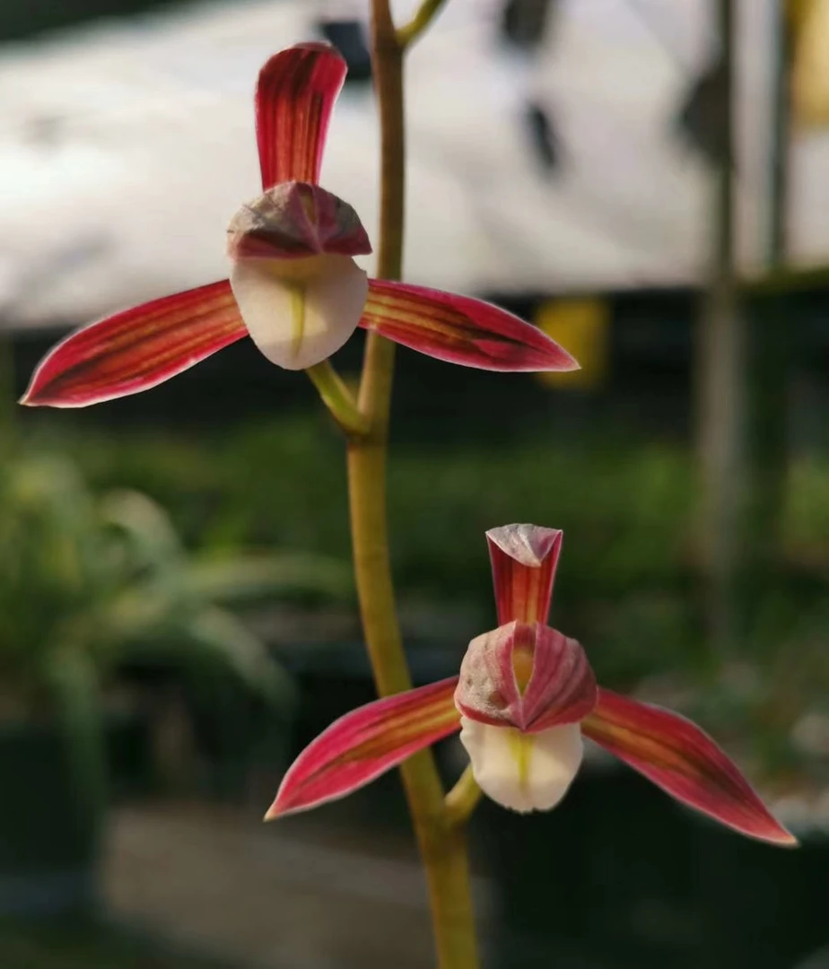 直播精品兰花一物一拍以上链接2