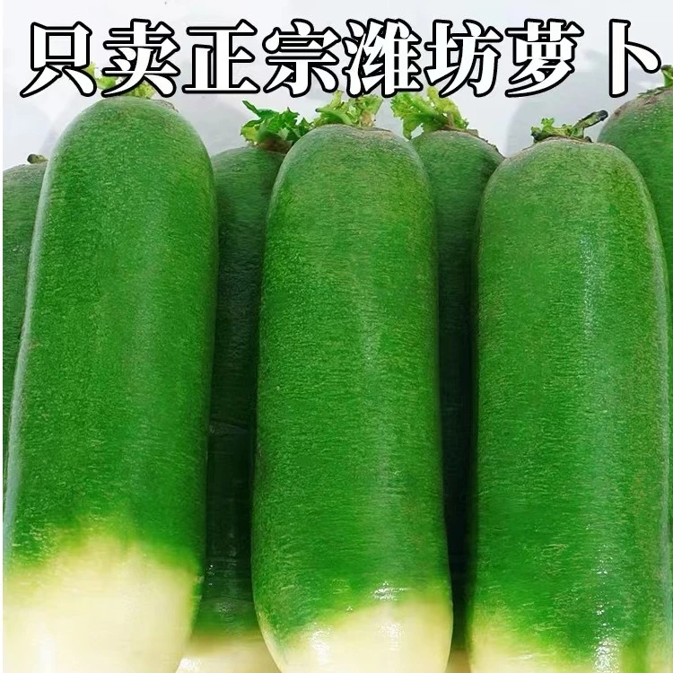 专属新品产地直发严选正宗潍坊萝卜蔬菜净重4.5斤新鲜当季